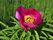 40  Peonia officinalis (Peonia selvatica) in piena fioritura